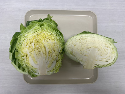 260420①（春キャベツ比較）
